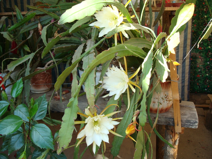 DSC01109 - Cactusi