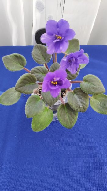 1 apr - Downsview Trail