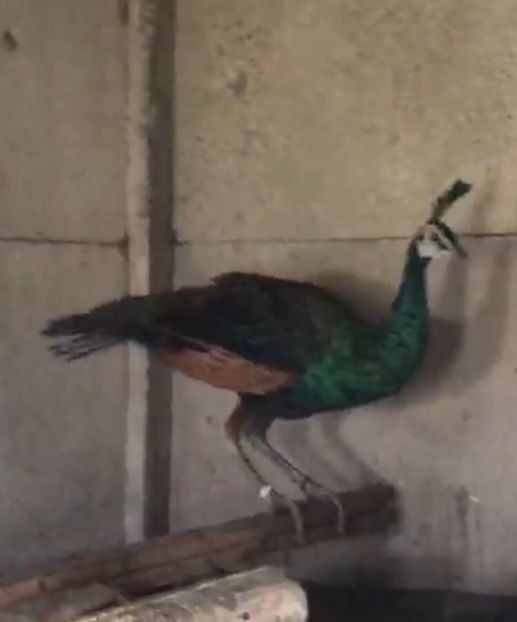 083D0AF6-9FC4-4409-996B-D9B0CA406A44 - Pauni