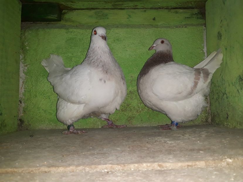 20200401_204752[1] - Amintiri