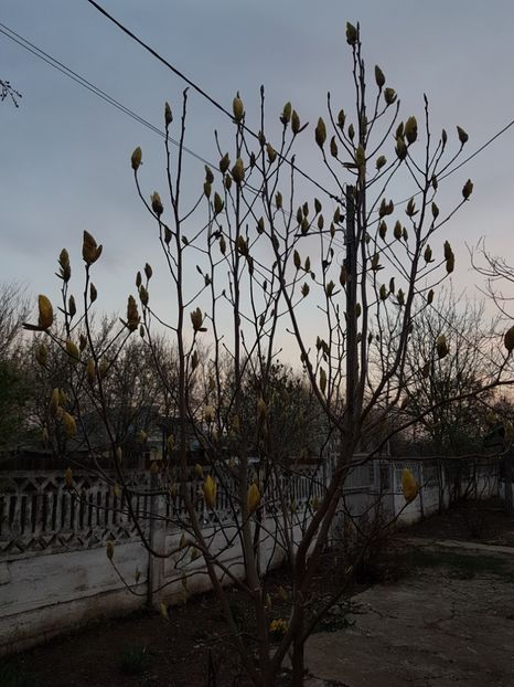  - ARBUSTI SI POMI FRUCTIFERI