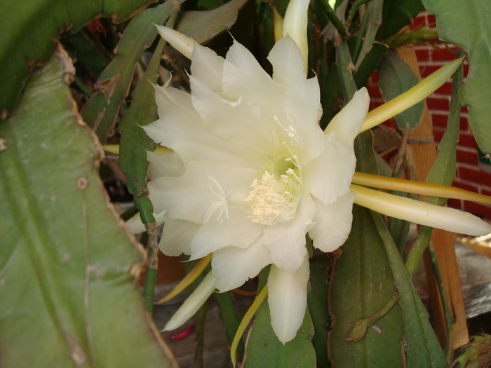 DSC01108 - Cactusi