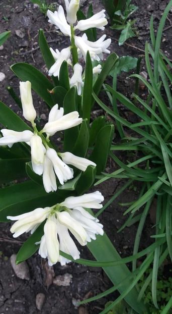  - A - A-Gradina de flori 2020