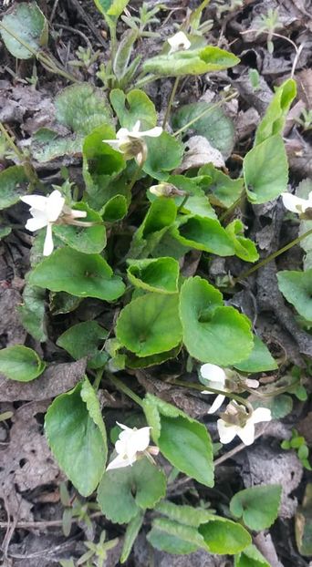  - A - A-Gradina de flori 2020