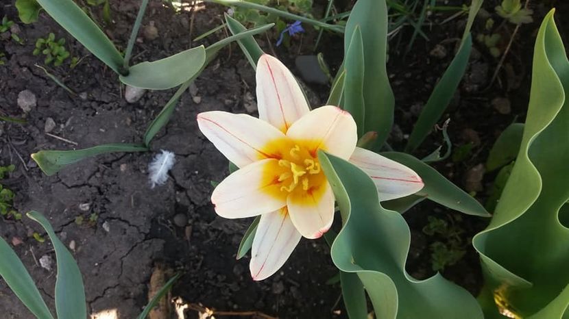  - A - A-Gradina de flori 2020