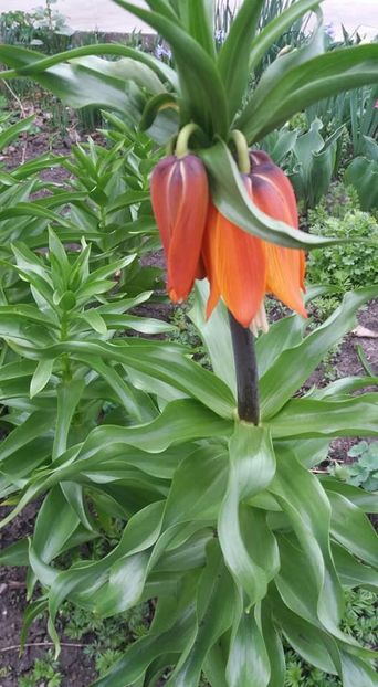 andreea-100x70 - A - A-Gradina de flori 2020