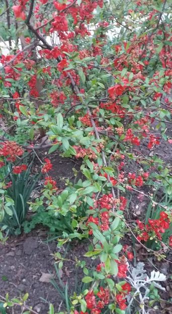  - A - A-Gradina de flori 2020