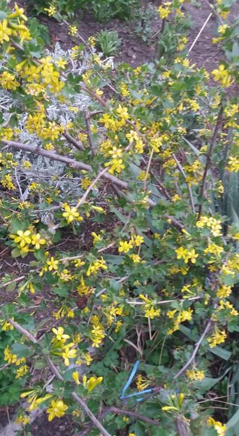  - A - A-Gradina de flori 2020