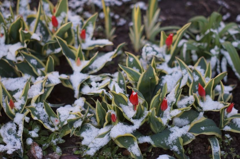  - APRILIE 2019- APRILIE 2020