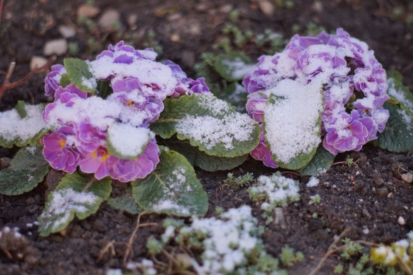  - APRILIE 2019- APRILIE 2020