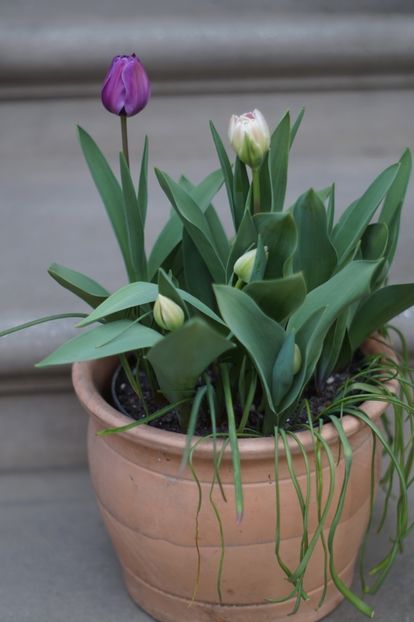  - APRILIE 2019- APRILIE 2020