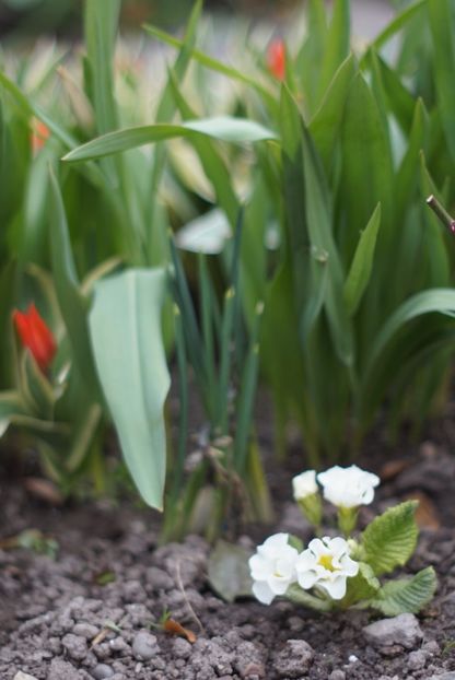  - APRILIE 2019- APRILIE 2020