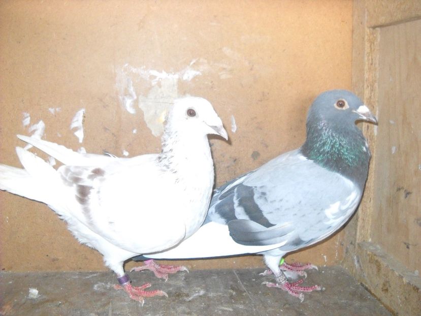  - UNDEVA IN SUCEAVA arhiva