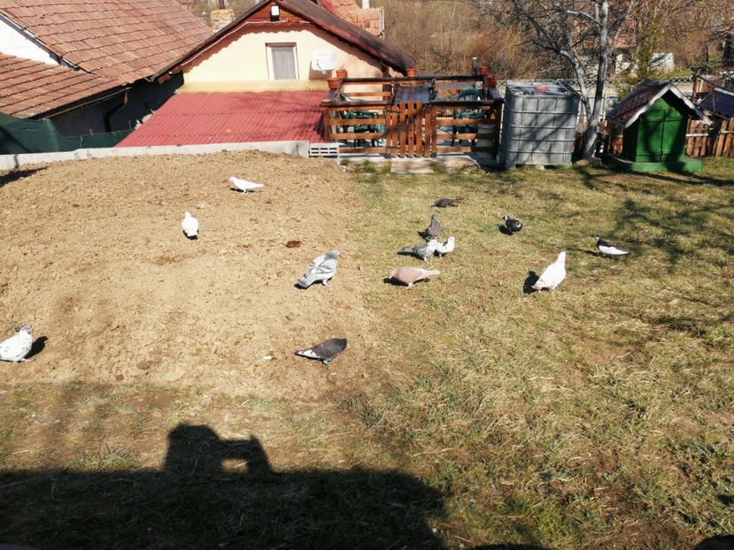  - Voliera de la țară!