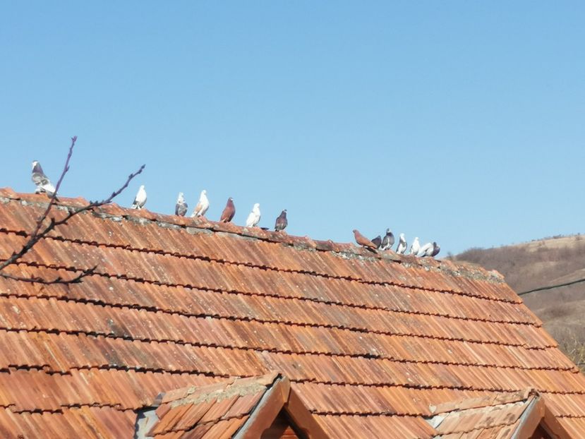  - Voliera de la țară!