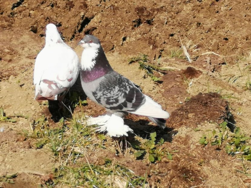  - Voliera de la țară!