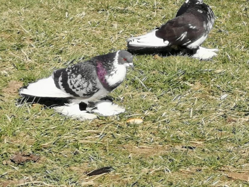  - Voliera de la țară!