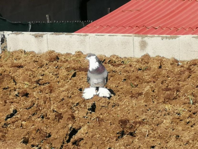  - Voliera de la țară!