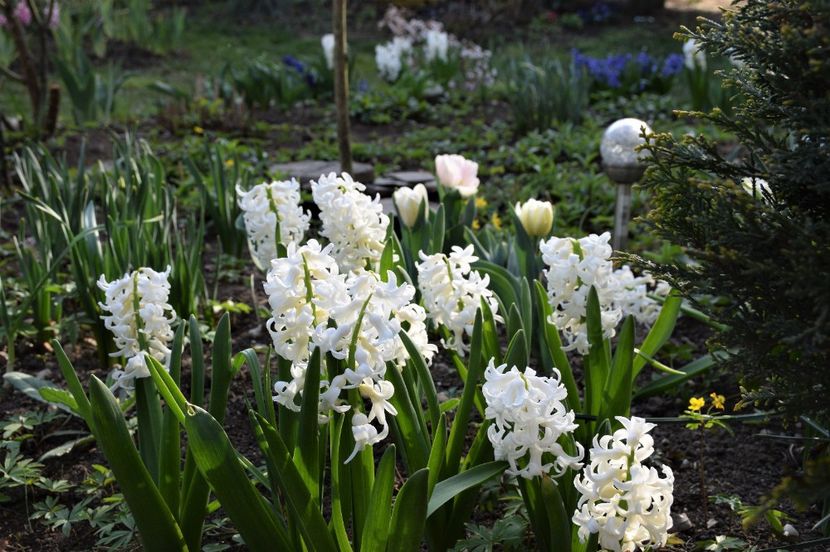 White Pearl - 2020 Zambile