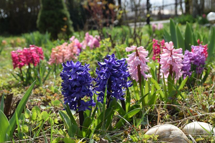 Marie, China Pink, Splendid Cornelia,  Jan Boss - 2020 Zambile