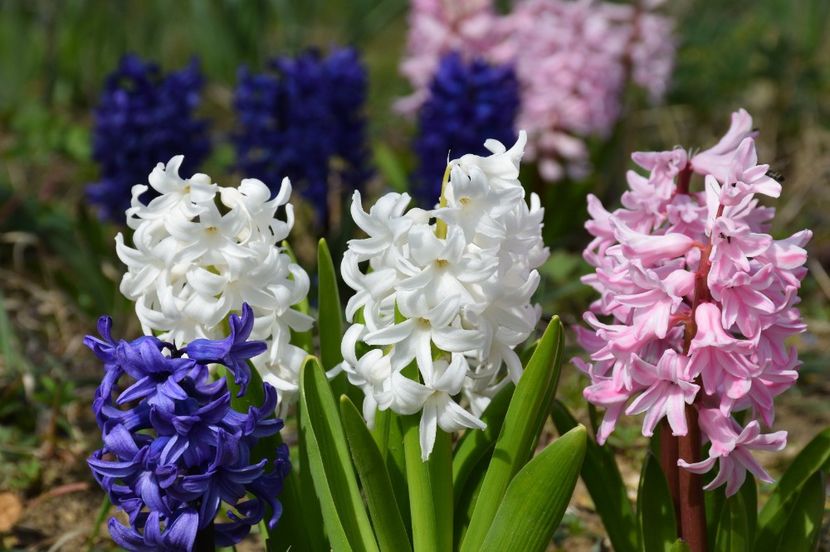 Marie, Pink Pearl, White Pearl - 2020 Zambile