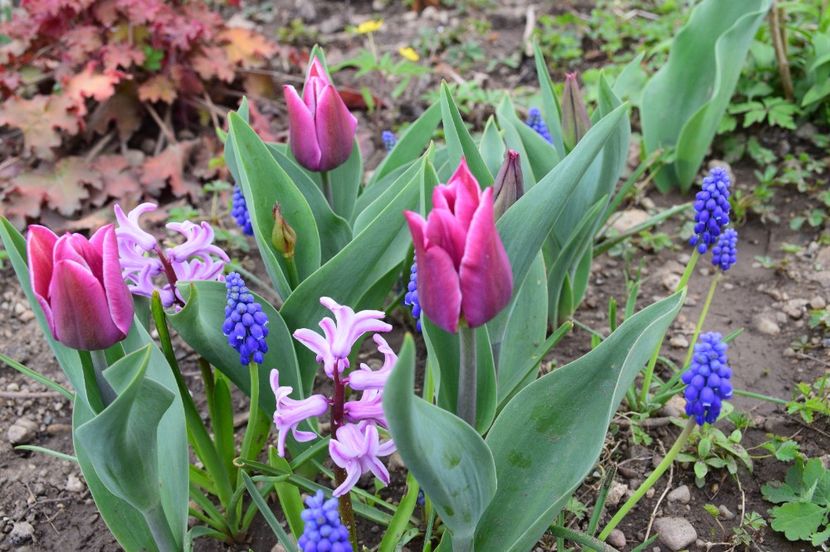 IMG-20200402-WA0038 - 2020 Mart-Apr_Idilic garden