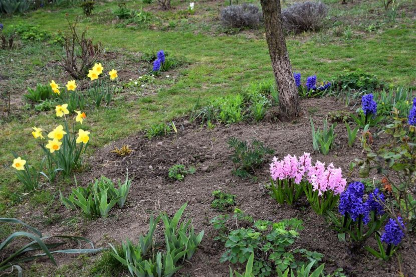 IMG-20200402-WA0025 - 2020 Mart-Apr_Idilic garden