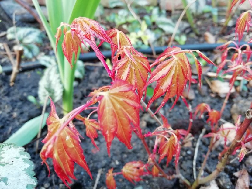 un alt Acer Orange Dream - Grădina 2020