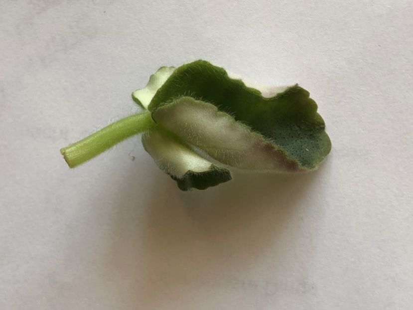 B58A4F83-0BF2-4ACA-9972-C71761FD1DBE - Senk-s Fantasy Wasp