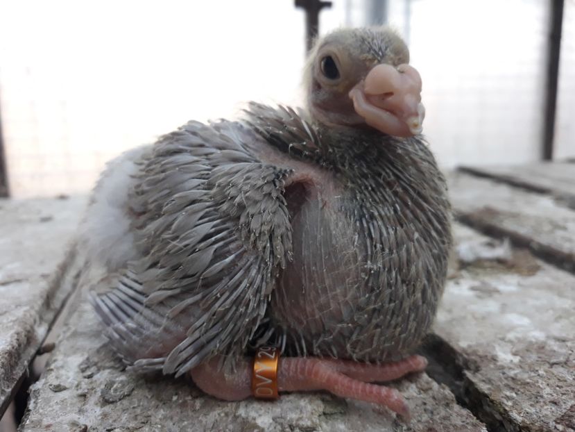  - Indian german 2020