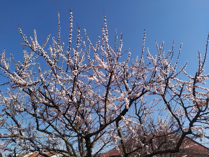  - Au inflorit caisii