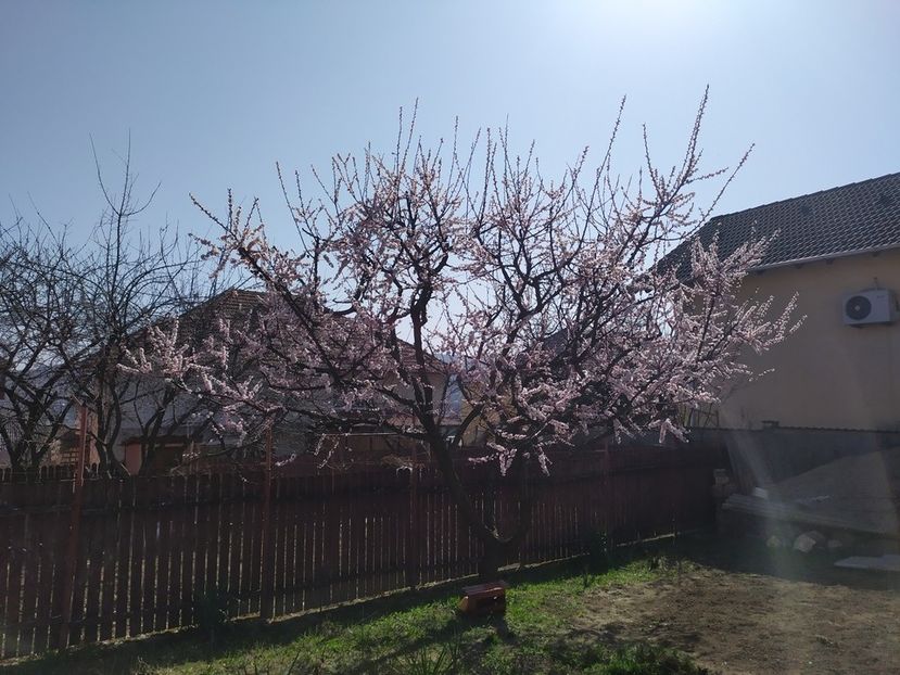  - Au inflorit caisii