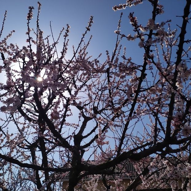  - Au inflorit caisii