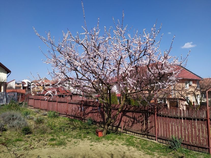  - Au inflorit caisii