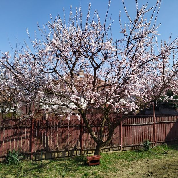  - Au inflorit caisii