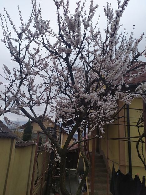  - Au inflorit caisii