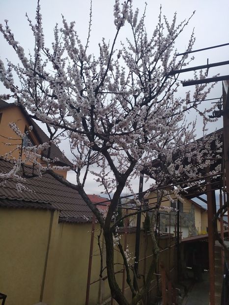  - Au inflorit caisii