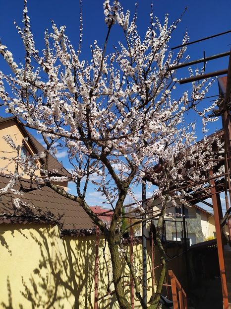  - Au inflorit caisii