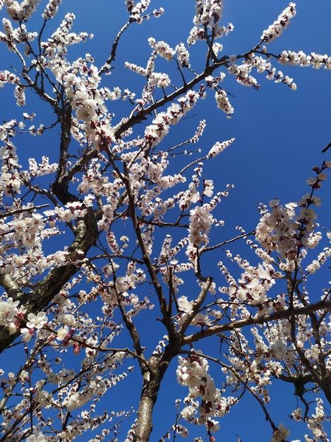  - Au inflorit caisii