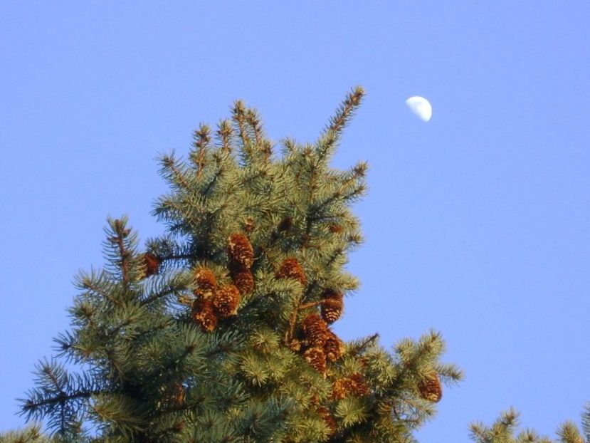 Primul patrar al Lunii in Rac - Luna - Soarele si norii - 2