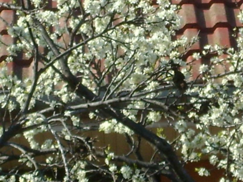 Pruni - Primavara 2020