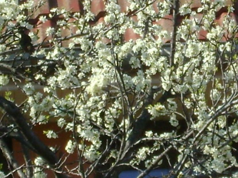 Pruni - Primavara 2020