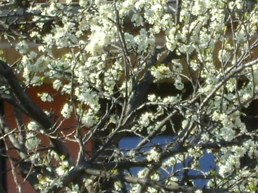 Pruni - Primavara 2020