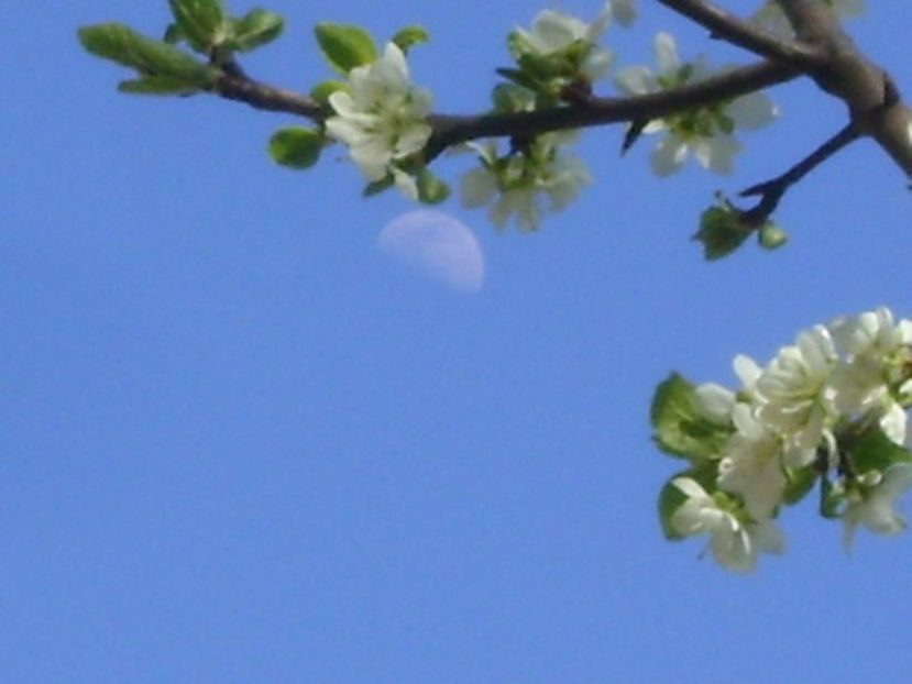 Pruni - Primavara 2020