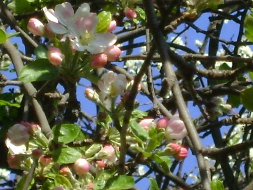 Meri - Primavara 2020