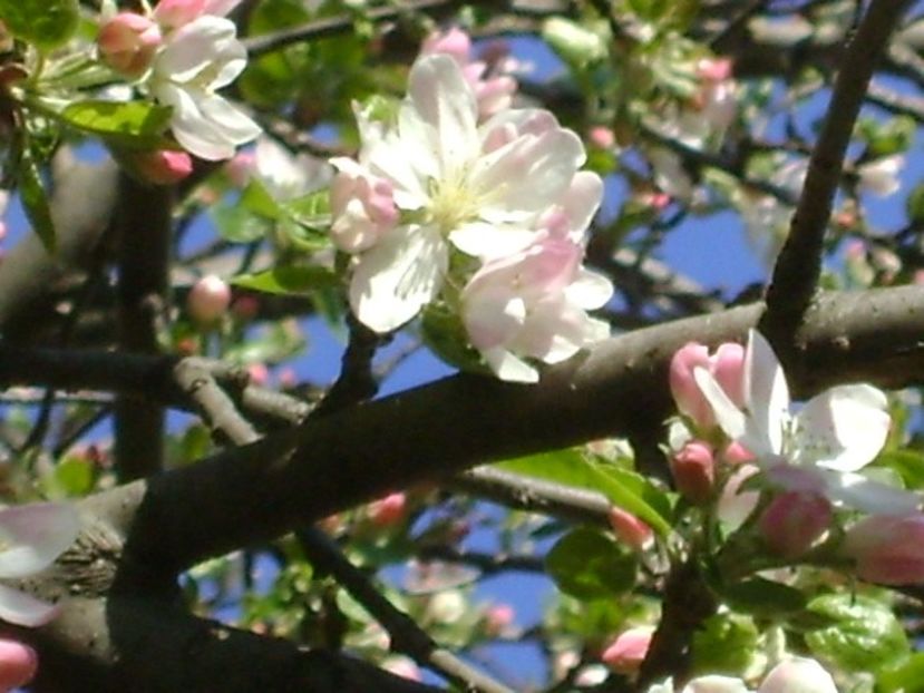 Meri - Primavara 2020