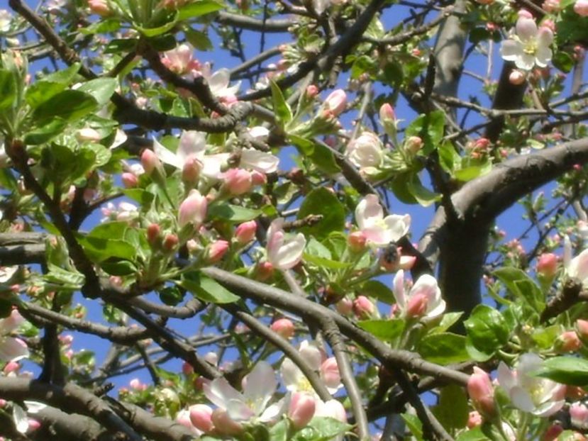 Meri - Primavara 2020