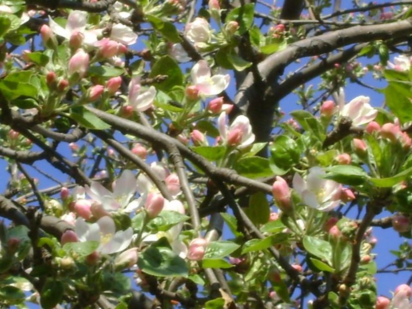 Meri - Primavara 2020