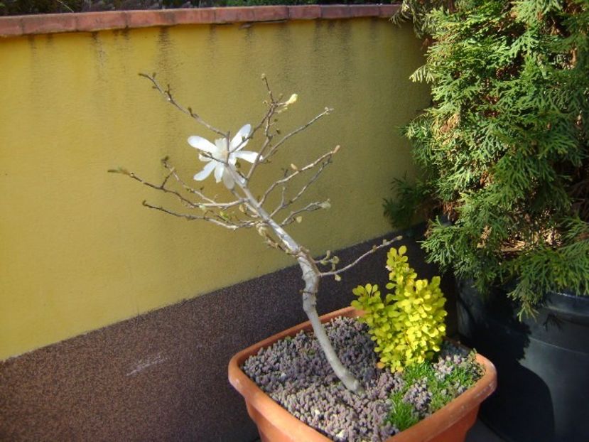 Magnolia stellata - Primavara 2020