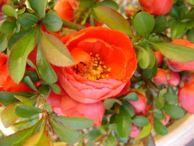 Gutui japonez, bonsai - Primavara 2020